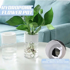 Mini Hydroponic Flower Pot Home Vase Pack Of 2